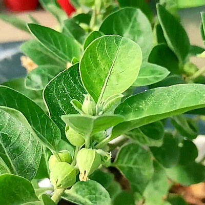 Aywal Ashwagandha Herrbs Seed(15 per packet)