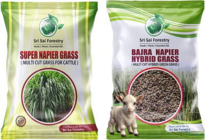 SRI SAI FORESTRY Super Napier and Bajra Grass Seeds Combo, Multicut Grass Seed(800 per packet)