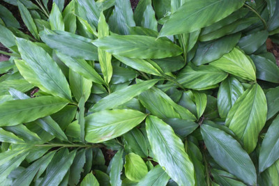 CYBEXIS XL-80 - Kerala Green Cardamom Choti Elaichi - (540 Seeds) Seed(540 per packet)