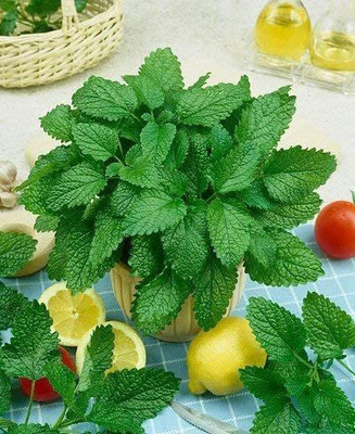WILLVINE VXI-52 Capricata Citronella Lemon Balm Seed(500 per packet)