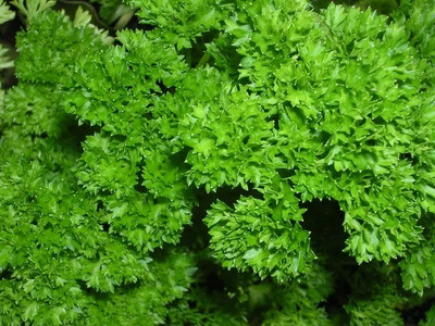 Quentova Parsley - Organic Herb-LTK-4Z Seed(150 per packet)