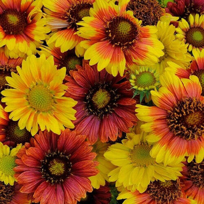 Qualtivate VXI-111 Gaillardia - Mesa Mix Seeds - High Germination Seed(50 per packet)
