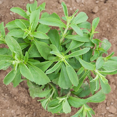 Seedsqlty Stevia seeds for home garden , high germination (40 seeds) Seed(40 per packet)