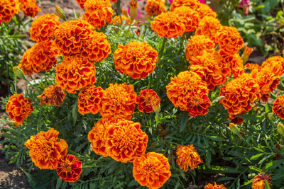 Top aam ka beej marigold/gende ka phool flower seeds Seed(75 per packet)