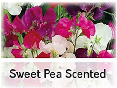 CYBEXIS Sweet Pea Seed(50 per packet)