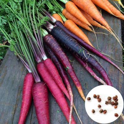 CYBEXIS Mix Colored carrot seeds2000 Seeds Seed(2000 per packet)
