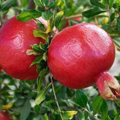 Aywal Dwarf Pomegranate Fruit Tree Seed(15 per packet)