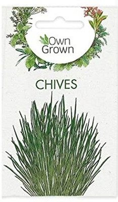 KNESSiN Chives Seed(1250 per packet)