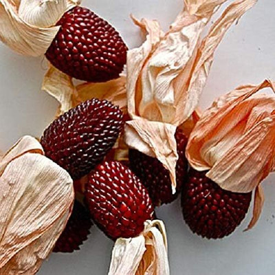 Qualtivate TLX-577 Ornamental Corn Red Seeds Seed(500 per packet)