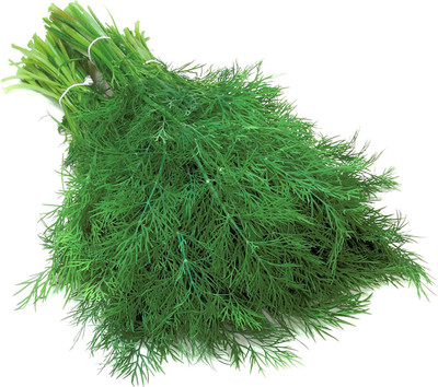 WILLVINE GUA-74 Dill Culinary Herb Seed(500 per packet)