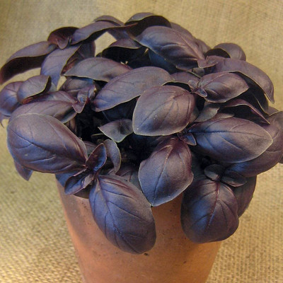 WILLVINE Basil Herbs For Health Purple Color Seeds-[200 Seeds] Seed(200 per packet)
