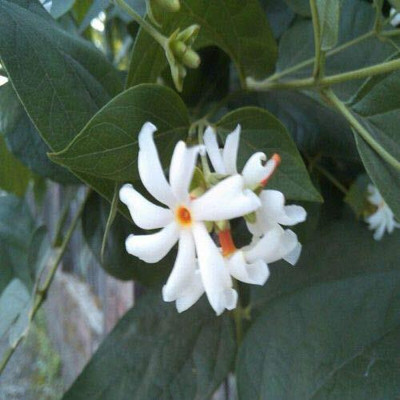 Aywal Harshringar Flower Seed(40 per packet)