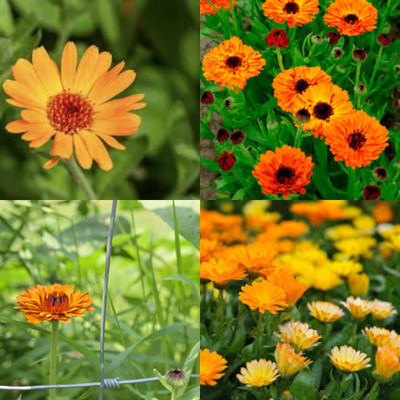 ibains Calendula flower mixed colour seeds bij 22 Seed(22 per packet)
