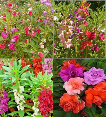 ibains Balsam rose flower seeds beez 70 Seed(70 per packet)