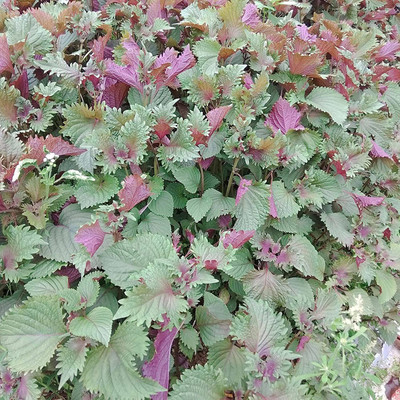 CYBEXIS Heirloom Red Perilla Frutescens Shiso Seeds 2000 Seeds Seed(2000 per packet)