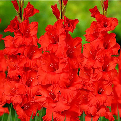 Audbhidhi Gladiolus/Sword Lily Flower Bulbs for All Season Seed(50 per packet)