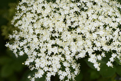 XOLDAA gypsophila flower Seed(100 per packet)