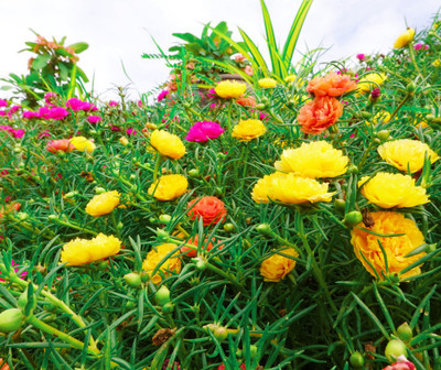 Flipkart SmartBuy Exotic Portulaca Flower Mix Seed(50 per packet)