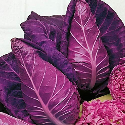 WILLVINE MAH -VI Cabbage Red Kalibos Heirloom [50g] Seed(15000 per packet)