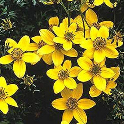 VibeX ® RXI-461 Swamp Marigold Brilliant Yellow Seed(500 per packet)