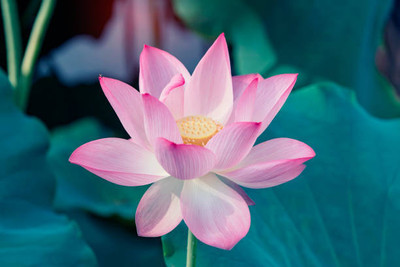 MG ALL IN ONE lotus,kamal gatta Seed(11 per packet)