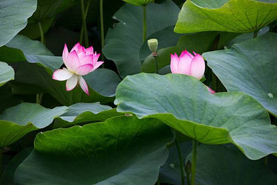 Gulabi nagari lotus,kamal gatta Seed(10 per packet)