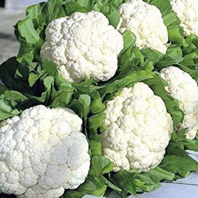 Quentova Cauliflower vegetable-8S-QLTY Seed(250 per packet)