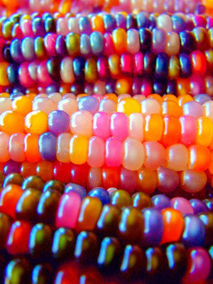 VibeX NDIR-34 - Glass Gem Corn for Planting - (2250 Seeds) Seed(2250 per packet)