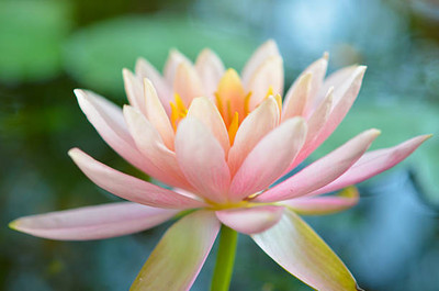 ibainsd lotus,kamal gatta Seed(14 per packet)