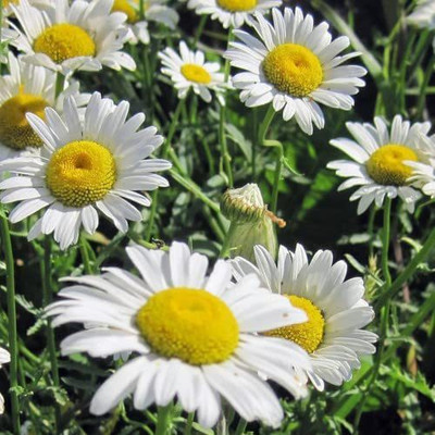 CYBEXIS LX-81 - Chrysanthemum Leucanthemum - (90 Seeds) Seed(90 per packet)