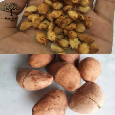 VINAYAK TRADERS Bel Tree Bilva Patra & Kaner Flower Plant Seeds 72 pcs each Seed(78 per packet)