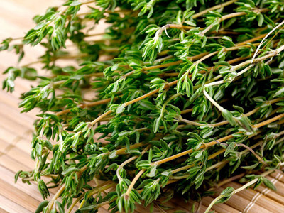 VibeX LXI-73 - Common Thyme - (450 Seeds) Seed(450 per packet)