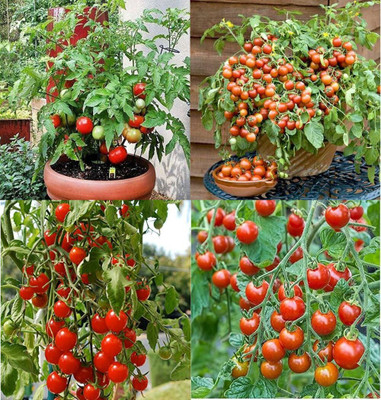ibains Tomato seeds hybrid bij 50 Seed(50 per packet)