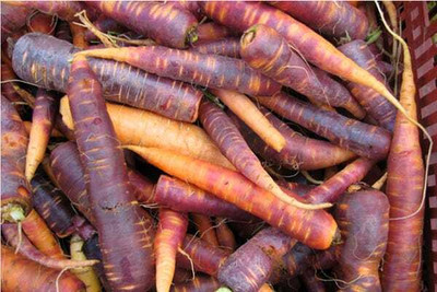 KNESSiN LXI-11 Carrot Imported Variety Seed(1000 per packet)