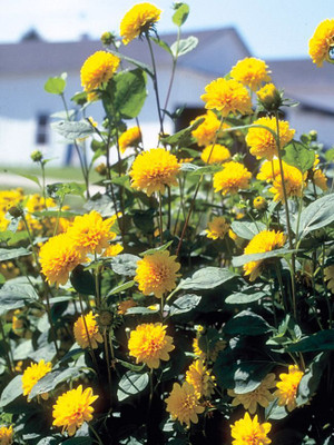 Dasstore Mini sunflower seeds pack of 25 Seed(25 per packet)