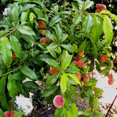 Aywal Peach Fruit Seeds For Home Gardening Seed(7 per packet)