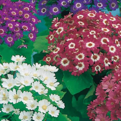 Lorvox Cineraria Mix Colour Hybrid Flower Seed(70 per packet)