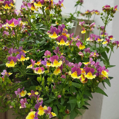LPR NEMESIA Seed(25 per packet)