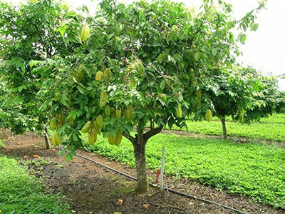 MAA Carambola, Star fruit Seed(11 per packet)