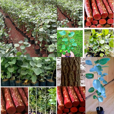 ibains red chandan seeds for plantation 21 Seed(21 per packet)