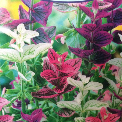 CYBEXIS XL-63 - Clary Tricolor Mix Sage - (1350 Seeds) Seed(1350 per packet)