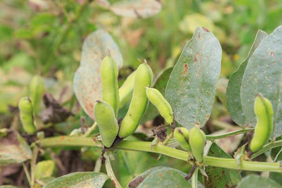 Aywal Bakla/Broad Beans Vegetable Seed(25 per packet)