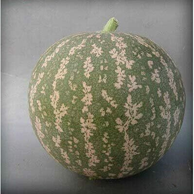 Qualtivate PUA5-A Watermelon Fruit Seeds Seed(100 per packet)