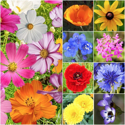 WILLVINE ™ All Annual Wildflower Mixture-1000 SEEDS Seed(1000 per packet)