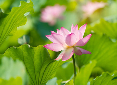 Rolimoli lotus,kamal gatta Seed(11 per packet)