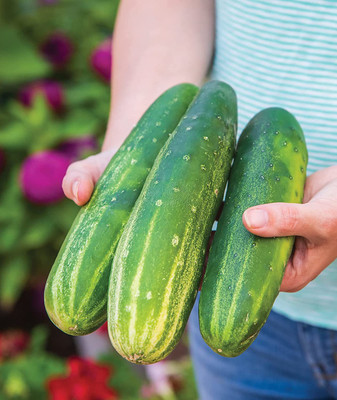 CYBEXIS LX-98 - Slicing Cucumber - (1350 Seeds) Seed(1350 per packet)