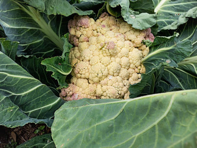 SIDDHARTH FISH FARM white cauliflower,gobhee seeds Seed(45 per packet)