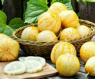 KNESSiN Cucumber Crystal Apple Seed(1250 per packet)
