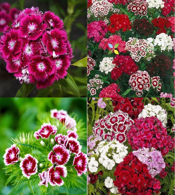 ibains Sweet william mixed seeds beez 47 Seed(47 per packet)