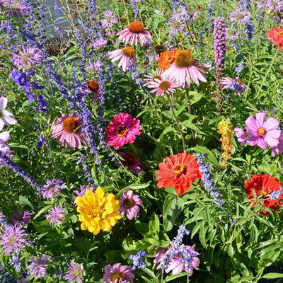 Mozette Exotic daisy mix Seed(32 per packet)
